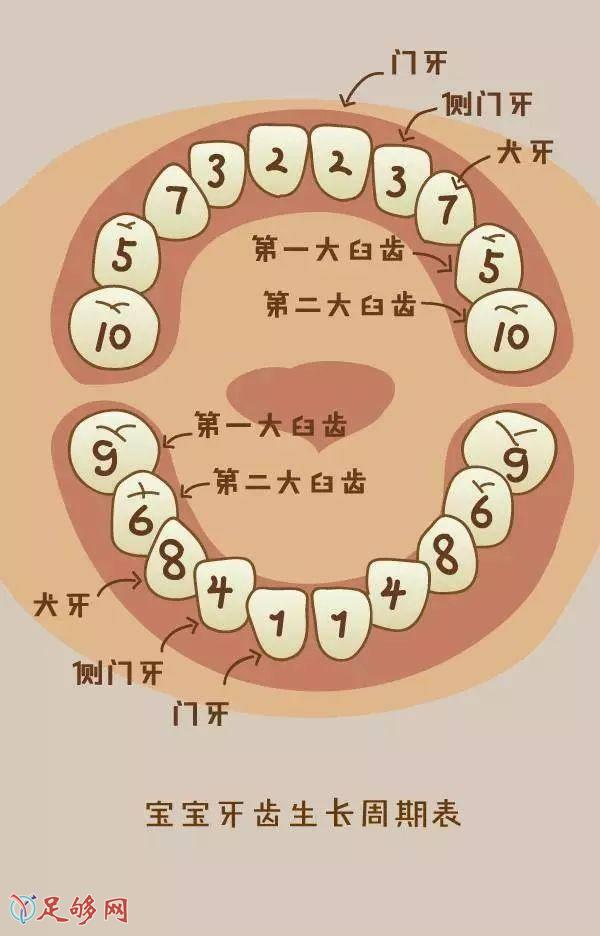 孩子换牙时到底发生了什么?看到颅骨图,吓坏了!