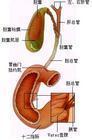 胆道癌