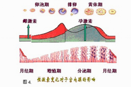 黄体期