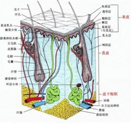 皮肤干燥